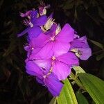 Pleroma granulosum Flower