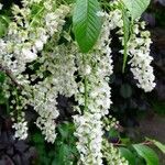 Prunus padusപുഷ്പം