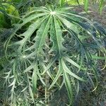 Jatropha multifida Leaf