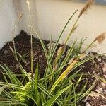 Carex morrowii पत्ता