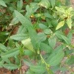 Sida rhombifolia List