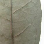 Annona foetida Otro