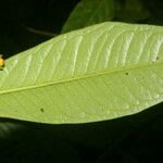 Ardisia opegrapha Leaf