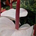 Anthurium scherzerianum Flower