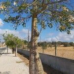 Ceiba insignis Schors