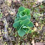 Sedum telephium Leaf
