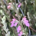 Teucrium creticum Blüte