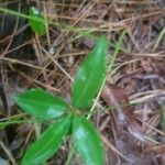 Gaultheria procumbens Foglia