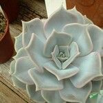 Echeveria lilacina Folio