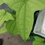 Dioscorea sansibarensis Hoja