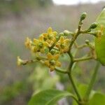 Secamone elliptica Flower