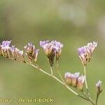 Limonium duriusculum Inny