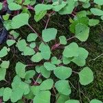 Impatiens repens Foglia