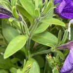 Petunia × atkinsiana Lapas