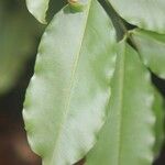 Andira inermis 葉