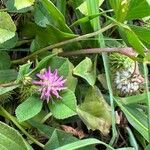 Trifolium resupinatum 花