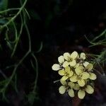 Sinapidendron rupestre Flower