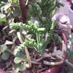 Crassula muscosa Φύλλο