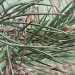 Pinus monophylla Hoja