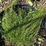 Isolepis cernua Yaprak