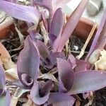 Tradescantia pallidaBlad