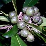 Pittosporum coccineum Fruchs