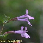 Micromeria marginata Bloem