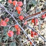 Cotoneaster franchetii Frutto