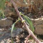 Ficus ingens Bark