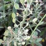 Alyssum cuneifolium Froito