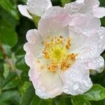 Rosa corymbifera Flor