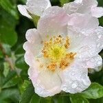 Rosa corymbifera Blomst