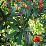 Pyracantha coccinea Blatt