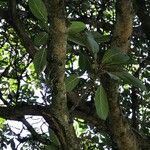 Ficus ingens Bark