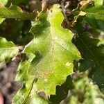 Quercus ithaburensis Leaf