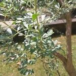 Caragana halodendron ഇല