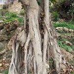 Ficus elastica Kôra