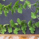 Adiantum concinnum Muu