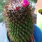 Mammillaria winterae Flower