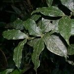 Rudgea cornifolia Leaf