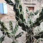 Cylindropuntia tunicataFolha