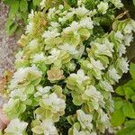 Hydrangea quercifoliaFlower