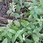 Stachys recta Habitat