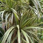 Dracaena bicolor Deilen