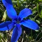 Gentiana brachyphylla Kukka