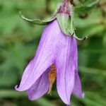 Campanula trachelium Flor