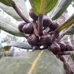 Ficus asperula