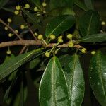 Ficus americana Fruit