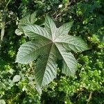 Ricinus communisFolla