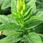 Oenothera pilosella Leaf